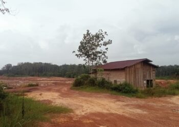 Pusat Peternakan Sapi Bali Milik Pemerintah Beralih Fungsi Jadi Lokasi Galian Batubara di Muarojambi