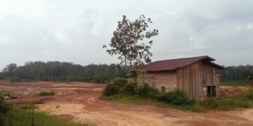Pusat Peternakan Sapi Bali Milik Pemerintah Beralih Fungsi Jadi Lokasi Galian Batubara di Muarojambi