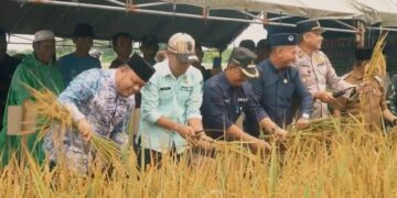 Wabub Roby Hadiri Acara Panen Raya di Kecamatan Rantau Rasau