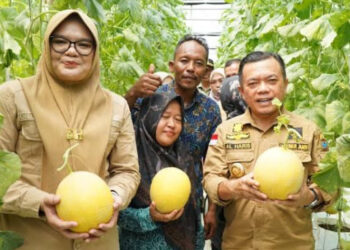Bupati Tanjung Jabung Timur Panen Perdana Melon Premium Bersama Gubernur Jambi