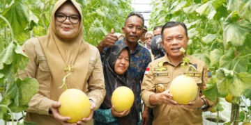 Bupati Tanjung Jabung Timur Panen Perdana Melon Premium Bersama Gubernur Jambi