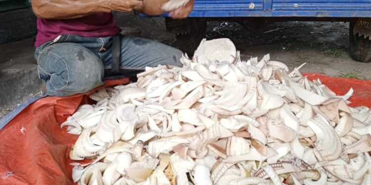 Dinas perkebunan Dan Peternakan Tanjabtim mengembangkan Program Inovasi Pakan Silase Dengan Memanfaatkan Limbah Batang Pisang