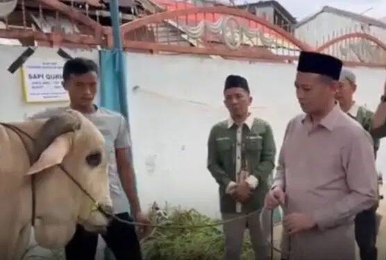 Wabub Tanjabtim Muslimin Serahkan Sapi Kurban ke Masjid Taqwa Darul Iman di Kecmatan Mendahara